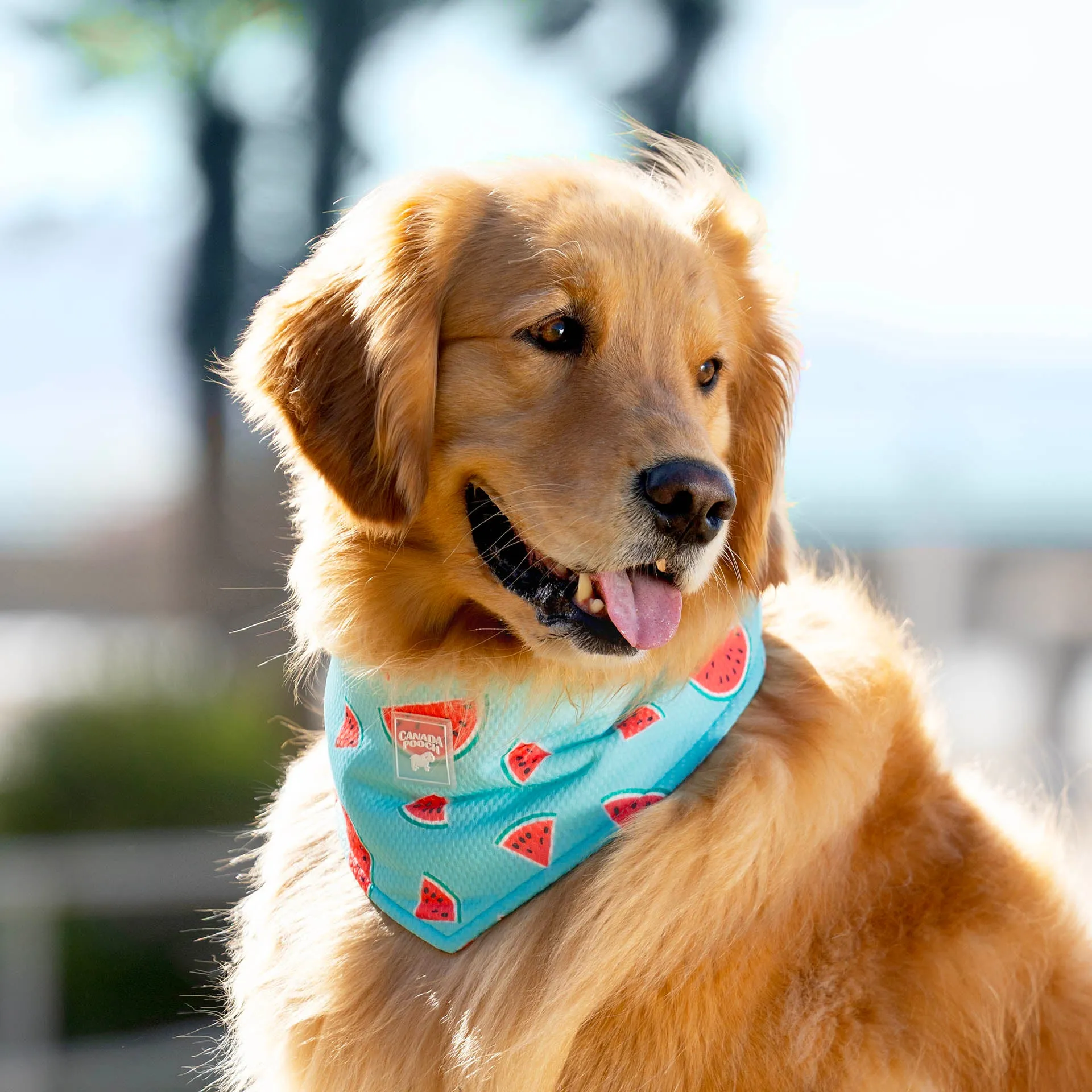 Cooling Bandana